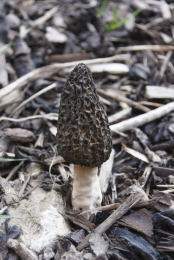 Morchella elator var typicaCHECK