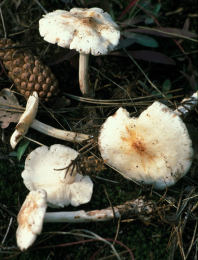 Collybia maculata4