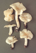 Tricholoma columbetta2 Mushroom