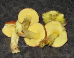 Boletus subglabripes3