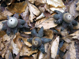 Astraeus hygrometricus3