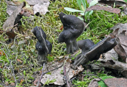 Helvella lacunosa 5