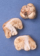 Macowanites luteolusQuery Mushroom