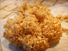 Sparassis crispa3
