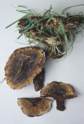 Phaeolus schweinitzii 3 Mushroom
