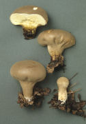 Calvatia excipuliformis 3 Mushroom