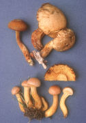 Gymnopilus aeruginosus Mushroom