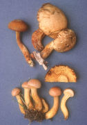 Gymnopilus aeruginosus Mushroom