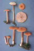 Laccaria bicolor2 Mushroom