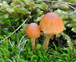 Galerina Hypnorum Mushroom