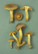 Cortinarius cinnamomeus Mushroom