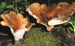 Polyporus badius