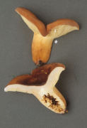 Lactarius volemus 2 Mushroom