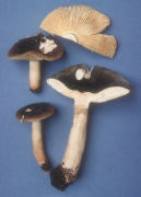 Russula graveolens Mushroom