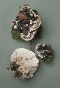 Phellodon melaleucus2 Mushroom