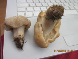 Calocybe gambosa WAS Tricholoma gambosum