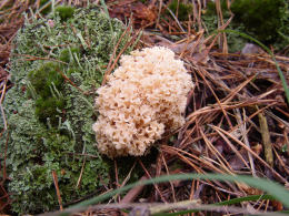 Sparassis crispa3