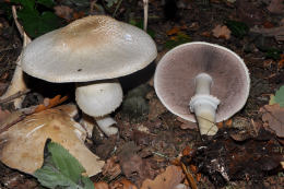 Agaricus sylvicola2