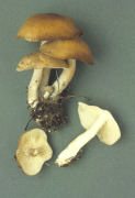 Lyophyllum loricatum Mushroom