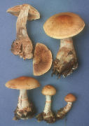 Cortinarius armillatus 4 Mushroom