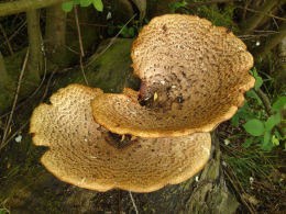 Polyporus squamosus 8