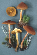 Cortinarius Cinnamomeobadius Mushroom