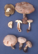 Boletus pallidus Mushroom