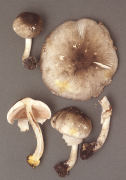 Agaricus placomyces Mushroom