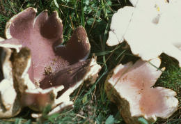 Sarcosphaera crassa Mushroom