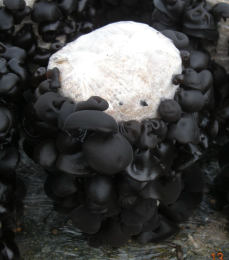 Auricularia auricula2