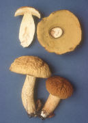 Leccinum rugosiceps Mushroom