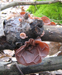 Auricularia auricula2