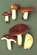 Russula paludosa 3 Mushroom