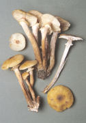 Armillaria mellea 4 Mushroom