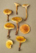 Hygrophoropsis aurantiaca5 Mushroom