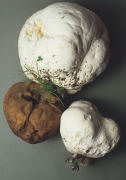 Langermannia gigantea Mushroom
