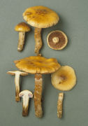 Cortinarius trivialis 3 Mushroom