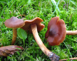 Cortinarius fulvescens GK