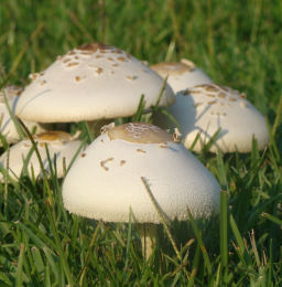 Lepiota procera4