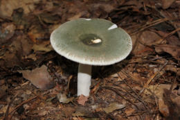 Russula virescens