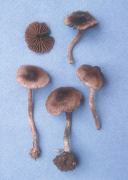 Cortinarius alnetorum Mushroom