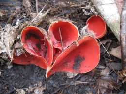 Sarcoscypha coccinea