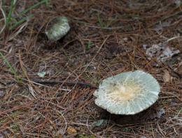 Russula crustosa