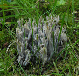 Clavulina cinerea 3 Mushroom