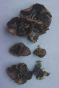 Peziza atrovinosa Mushroom
