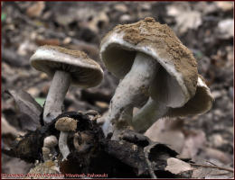 Asterophora lycoperdoides3