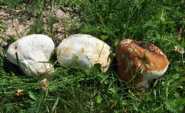 Calvatia utriformisF.jpg