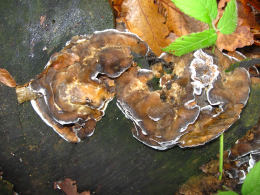 Bjerkandera fumosa2