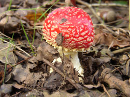 Amanita muscaria 26