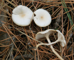 Clitocybe phyllophila